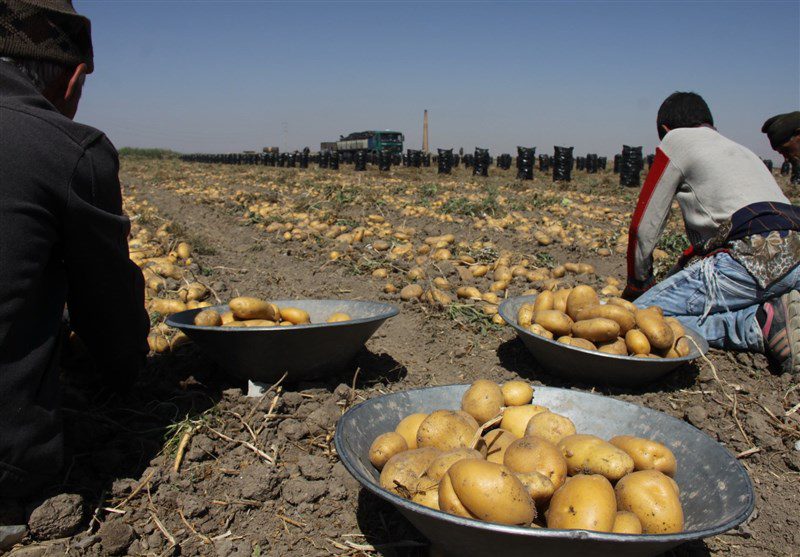 اردبیل| علت گرانی سیب‌زمینی صادرات این محصول به کشورهای خارجی است