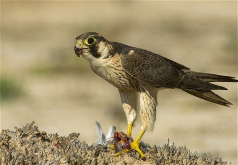 بوشهر|پرنده شکاری «بحری» در شهرستان عسلویه کشف شد