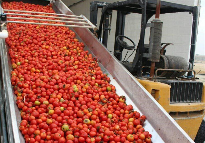 کرمانشاه| نوشداروی ممنوعیت صادرات گوجه پس از رکودزنی قیمت رب