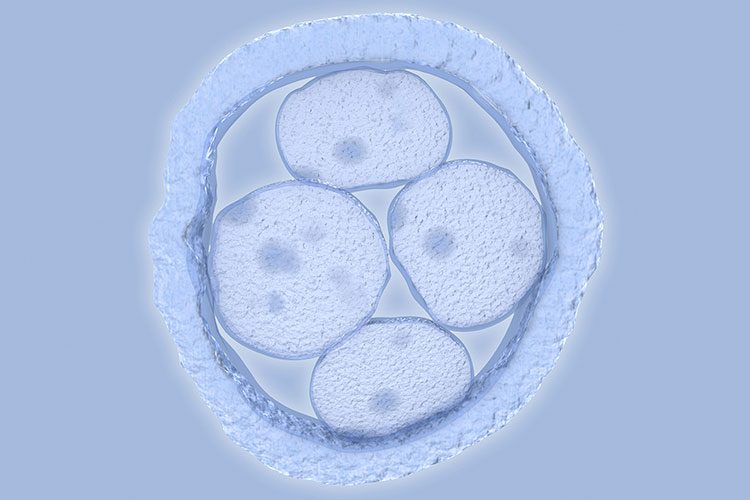 اولین نتایج از روش اصلاح ژنی CRISPR در جنین‌ سالم انسان منتشر شد