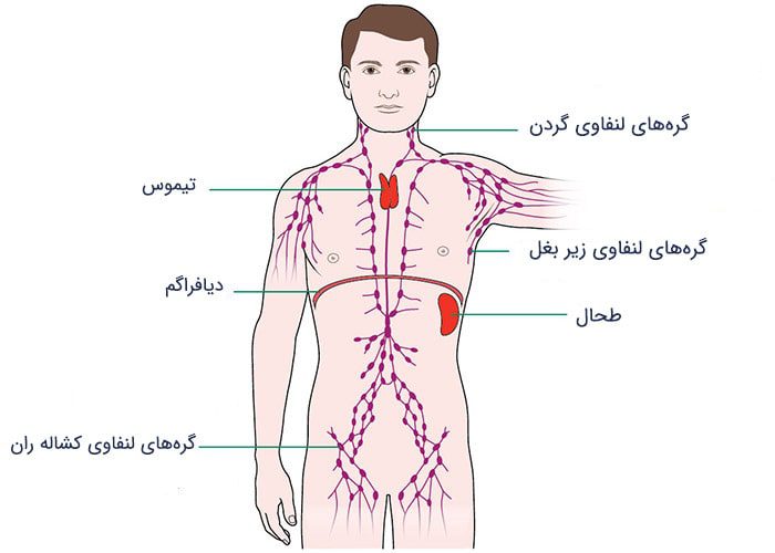 سیستم لنفاوی بدن