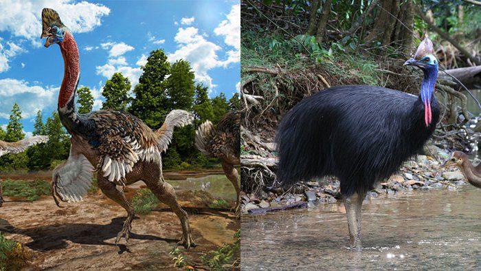 کوریتوراپتور ژاکوبی /Corythoraptor jacobsi