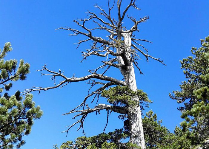قدیمی ترین درخت در ایتالیا