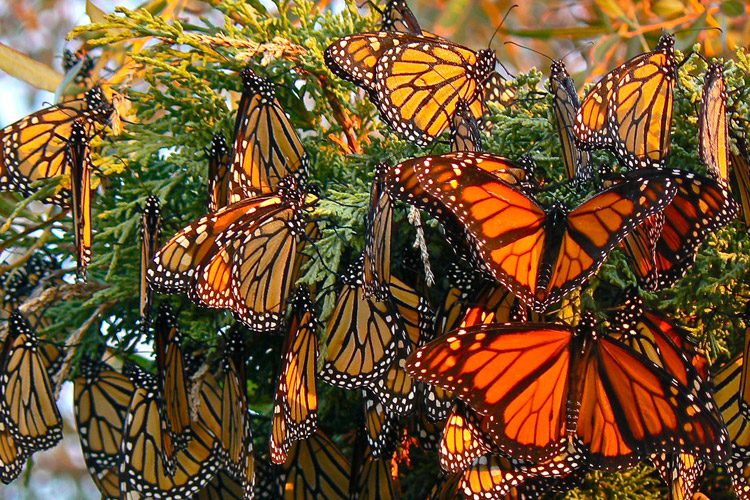 افزایش سطوح کربن دی‌ اکسید و تهدید زندگی پروانه‌های پادشاه