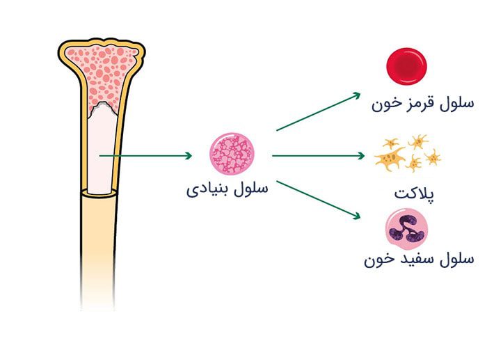 تمایز سلول های بنیادی مغز استخوان