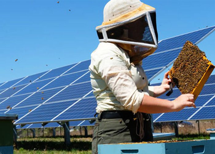 تولید انرژی و غذا در مزارع خورشیدی