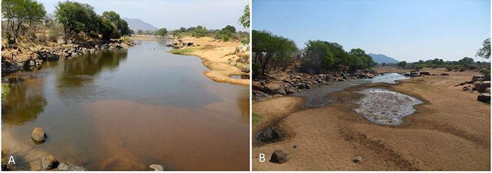خشک شدن رودخانه در تانزانیا طی فصل خشک