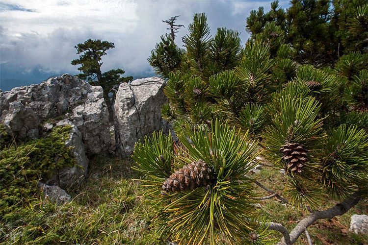 درخت کاجی در اروپا با عمر ۱۲۰۰ سال که هنوز هم رشد می‌کند