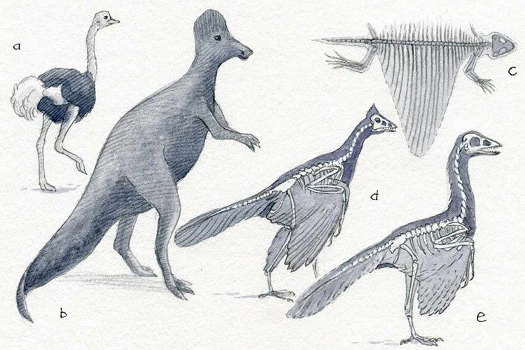 تکامل پرندگان / dinosaurs