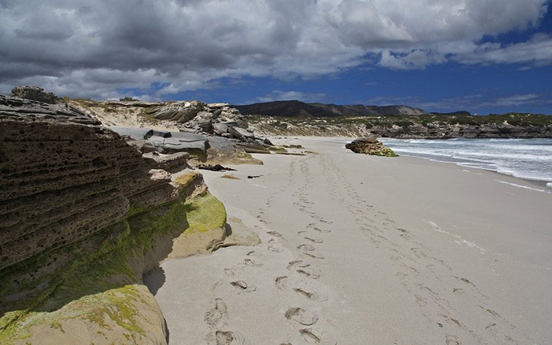 ساحل Gansbaai ساحل Gansbaai
