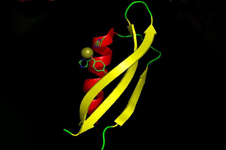 پروتئین / protein