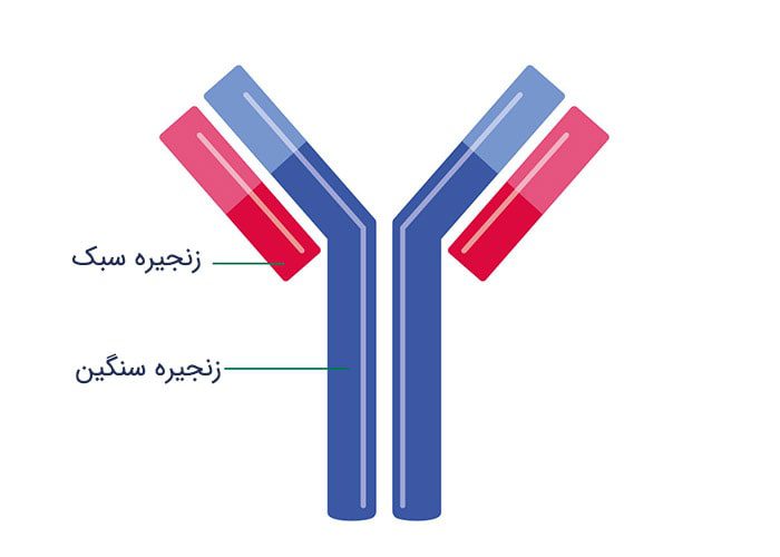 ایمونوگلوبولین