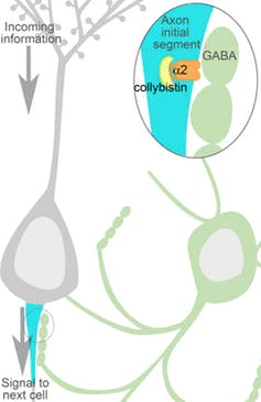گابا GABA نورون های مغز انسان