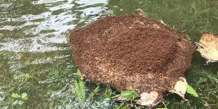 مورچه‌های آتشین برای فرار از سیل توفان هاروی، کلونی‌های شناور تشکیل دادند