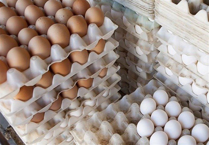 چرا تخم‌مرغ گران شد؟ /پای مرگ ۲۰ میلیون مرغ درمیان است