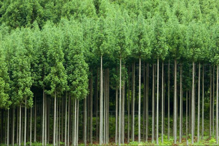 جنگل کاری/Afforestation