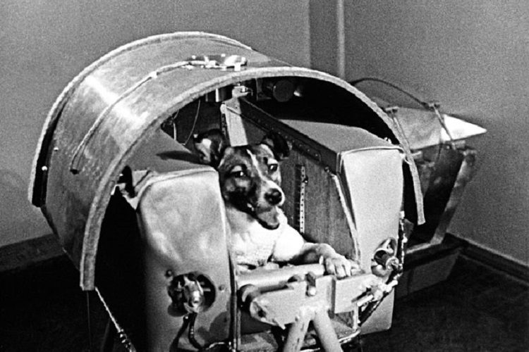 نگاهی به لایکا: سگ فضانورد و نمادی از شوروی سابق در دوران رقابت‌های فضایی