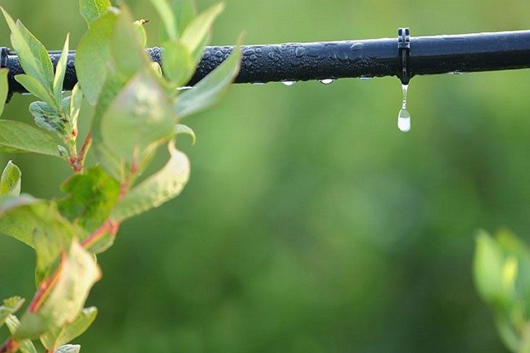 اصلاح یک ژن گیاهی چطور می‌تواند در مصرف آب صرفه‌جویی کند؟