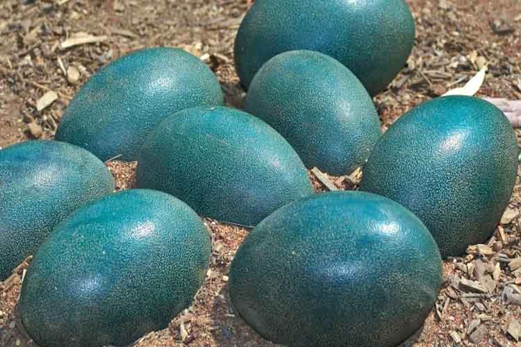 تخم‌های آبی دایناسورها نشان از شباهت غیرمنتظره دایناسورها و پرندگان مدرن دارد