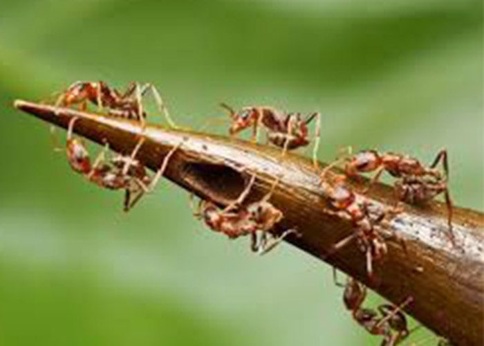 تکامل مورچه و گیاه