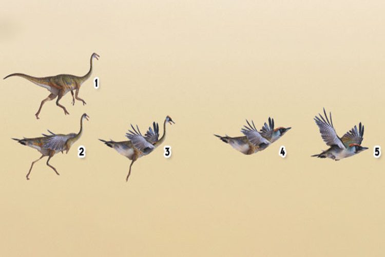 تکامل پرندگان / birds evolution