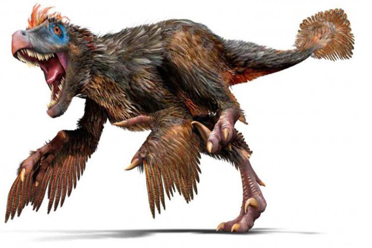 ولاسی راپتور / Velociraptor