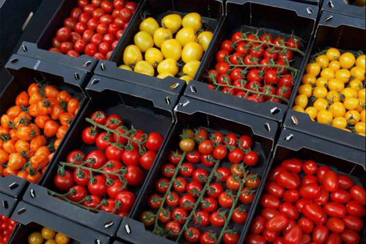 گوجه‌فرنگی هلندی / Dutch Tomatoes