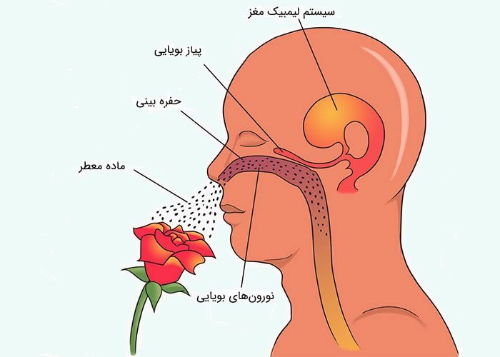 بویایی در انسان