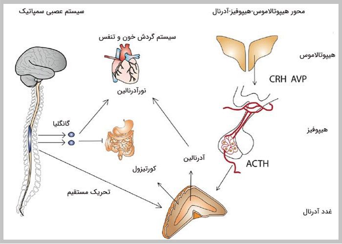 واکنش به استرس در بدن