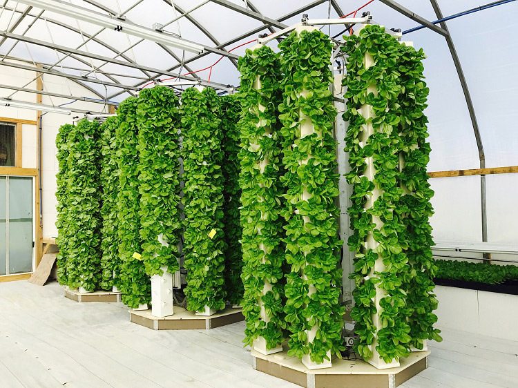 هواکشت / Aeroponics