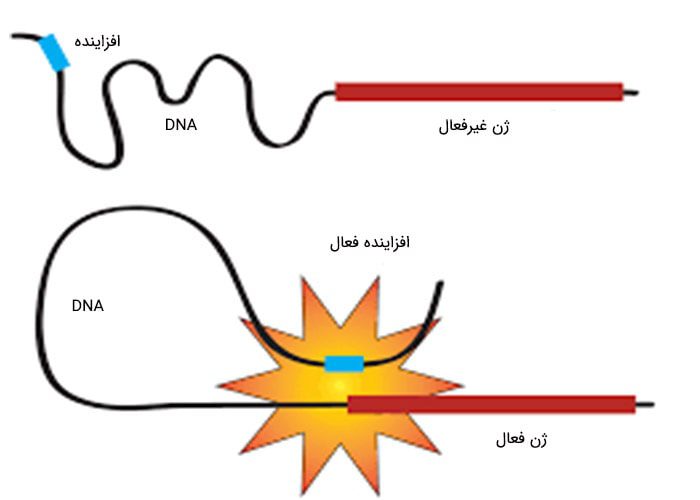 افزاینده ها- ژن