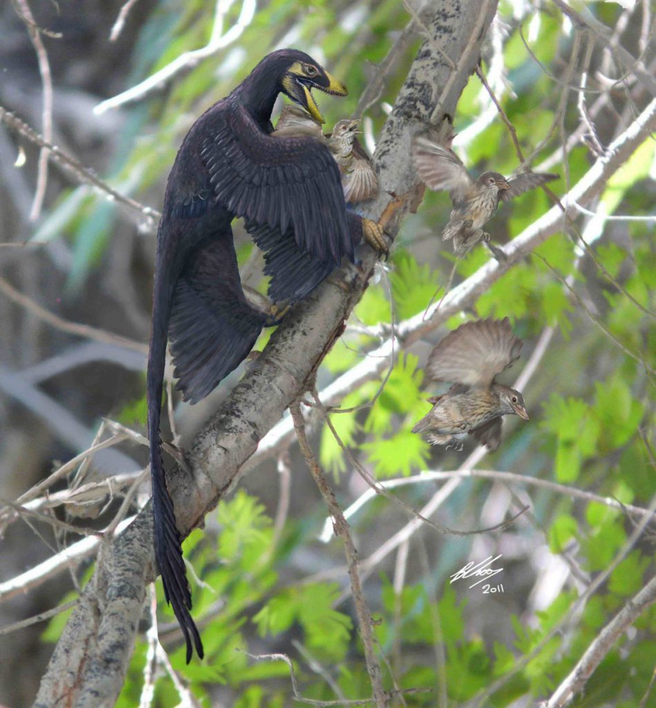 آرکیوپ تریکس / Archaeopteryx