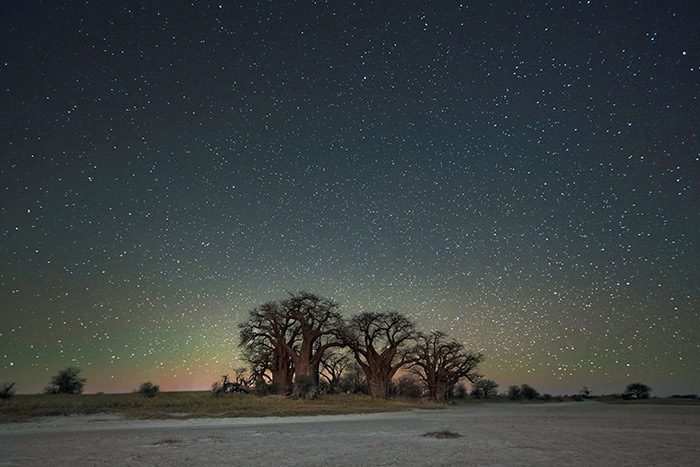چشم انداز درختان کهن با پس زمینه‌ای از آسمان پر ستاره