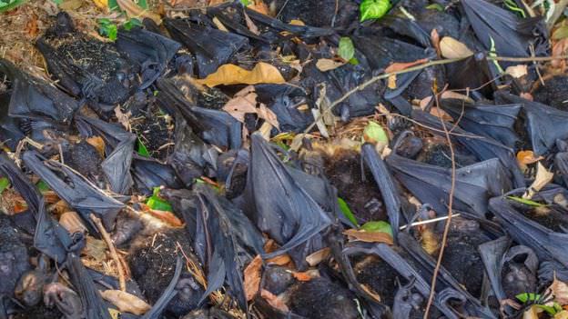 چگونه موج گرما، مرگ یک‌سوم از گونه‌های خفاش را در استرالیا رقم زد