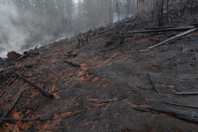 خاک آسیب‌دیده از آتش‌سوزی و قطع درختان، به قرن‌ها زمان برای احیا نیاز دارد.