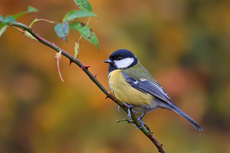 تاثیر تغییرات اقلیمی در تغییر رفتار پرندگان