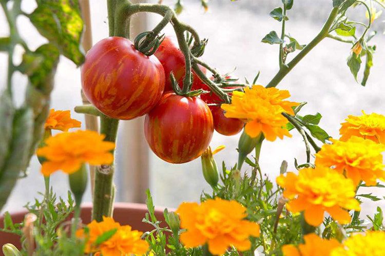 استفاده از گل همیشه‌بهار برای مبارزه با آفت مخرب گوجه فرنگی